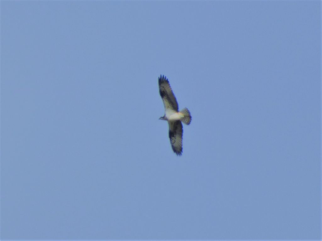 Falco pescatore (Pandion haliaetus)